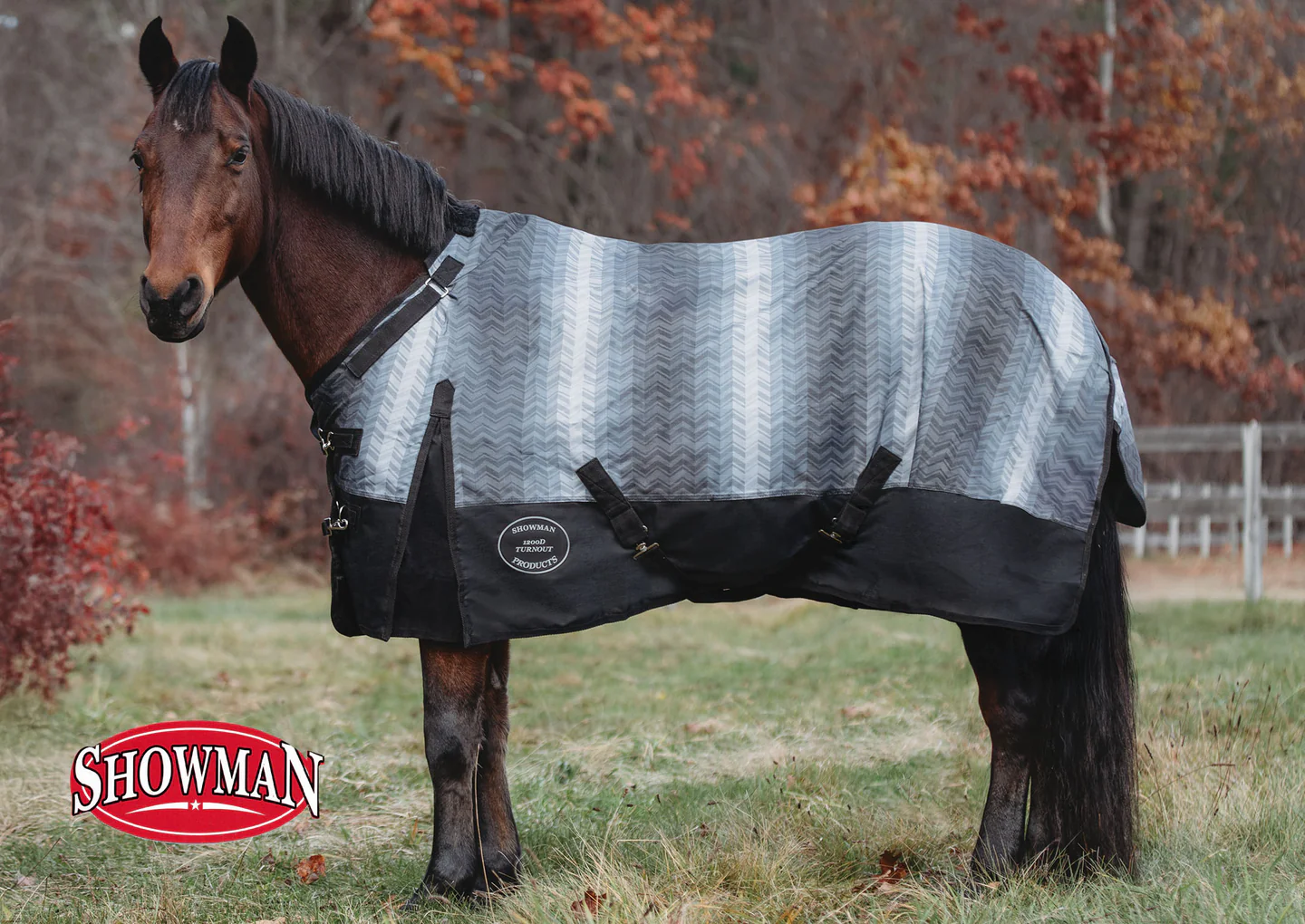 Ride in Style for Less