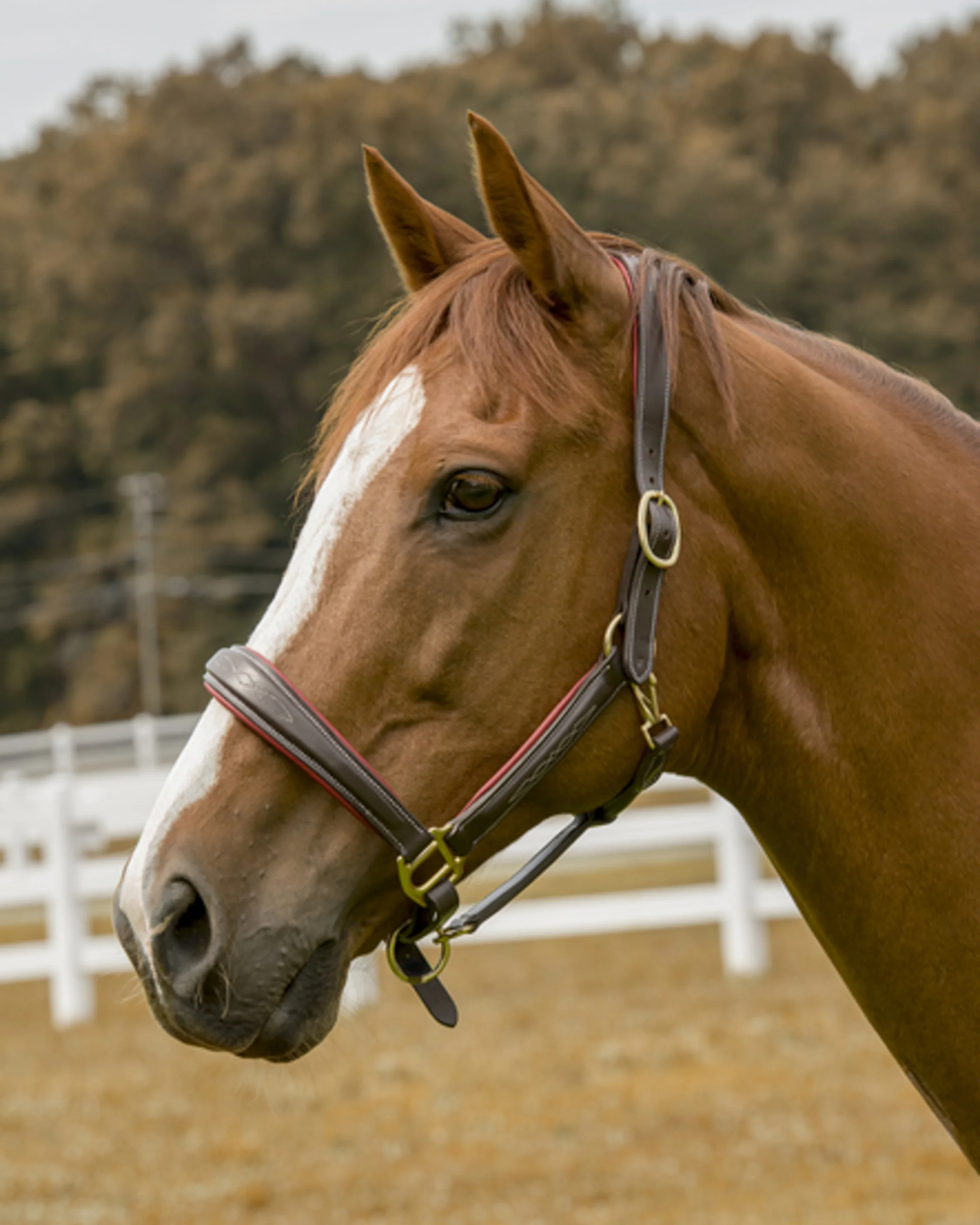 Henri de Rivel Cahill Padded Halter - Image 3