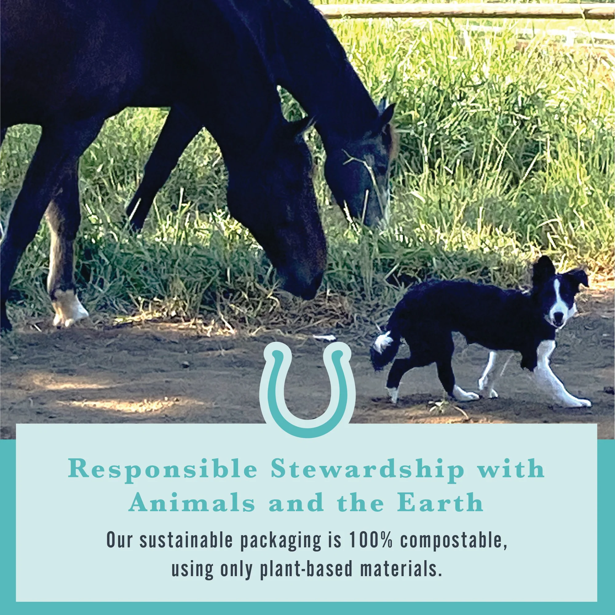 Withers & Withers Sugar-Free Peppermint/Marshmallow Nutra-Treats for Horses - Image 4